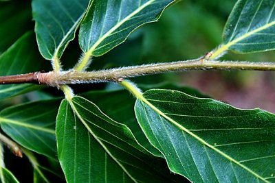 Fagus orientalis - buk východní - jarní větévka